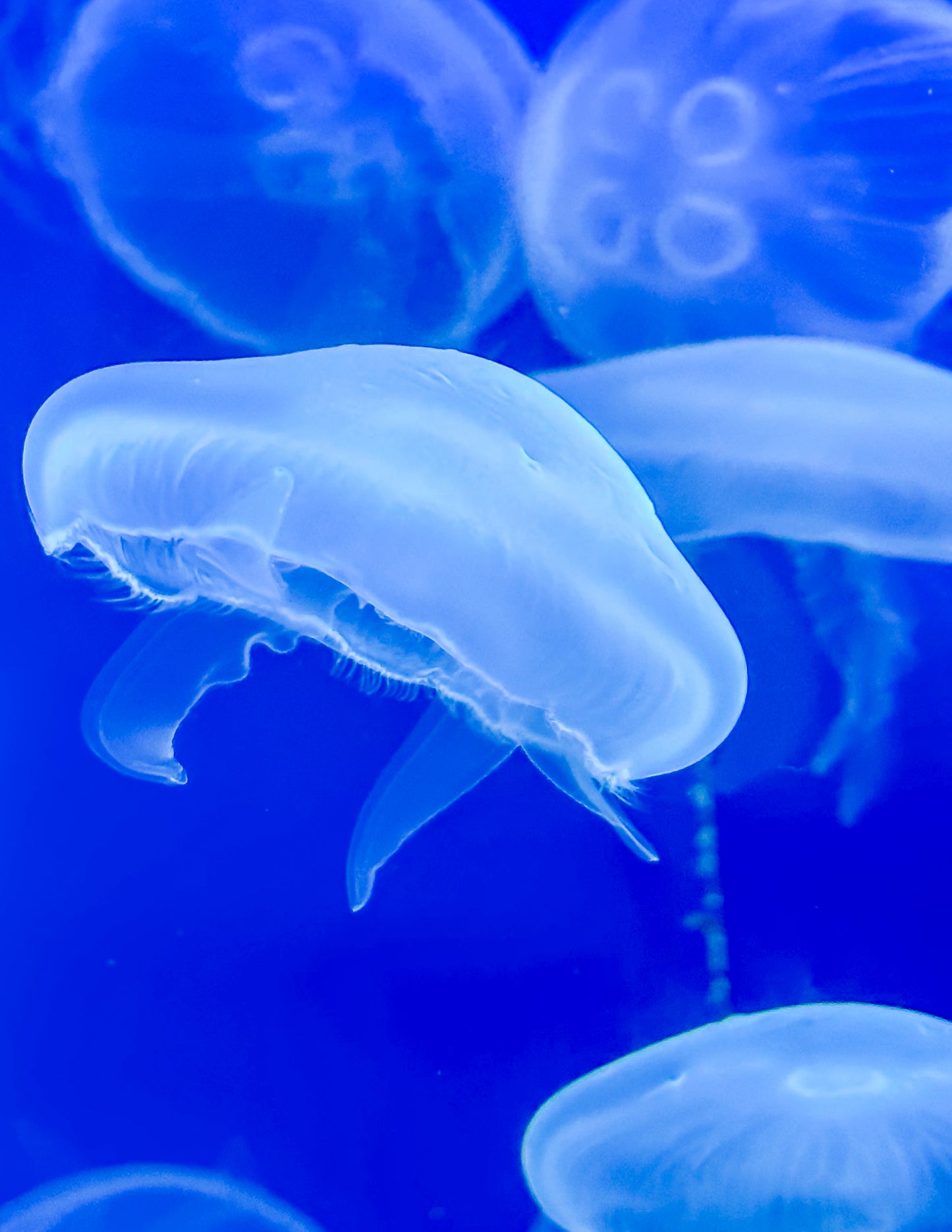Jellyfish Fine Art Print Framed