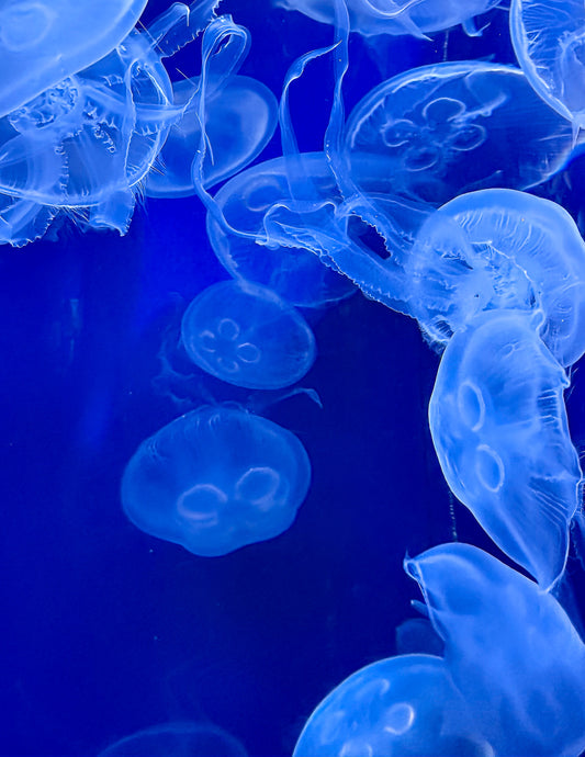 Magical Jellyfish Fine Art Print