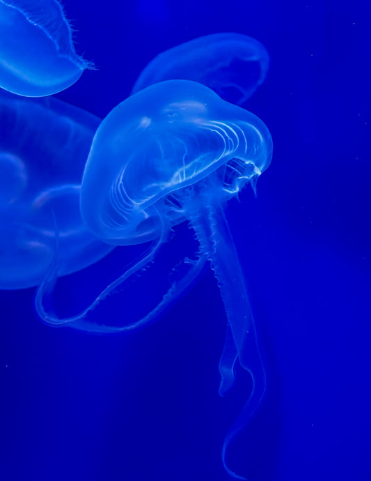 Beautiful Creatures Jellyfish Fine Art Print